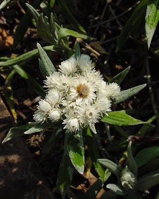 Antennaria dioica (L.) Gaertn.