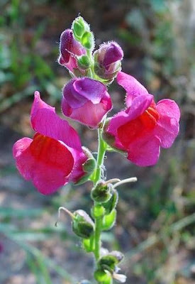 Garden snapdragon
