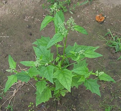 Chenopodium hybridum L.