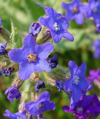 Buglosse officinale Buglosse officinale
