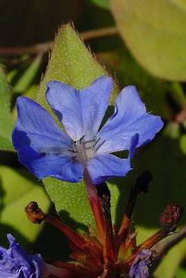 Leadwort Leadwort