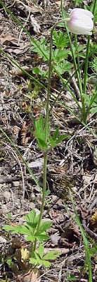 Anemone sylvestris L.