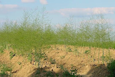 Asparagus,
asparagus Asparagus,
asparagus