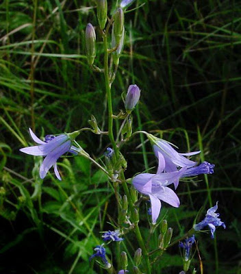 Campanula rapunculus L.