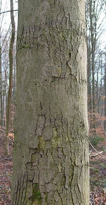 Acer pseudoplatanus L.