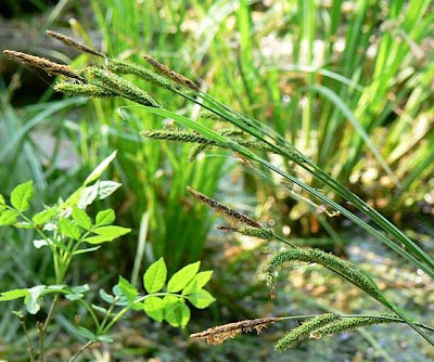 Carex elata All.