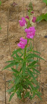 Garden snapdragon