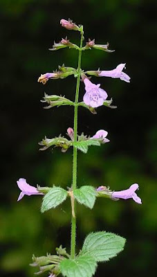 Calamint Calamint