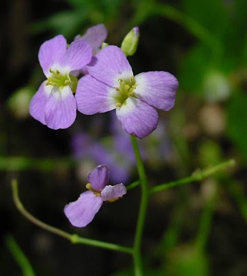 Arabetta sbandellata Arabetta sbandellata