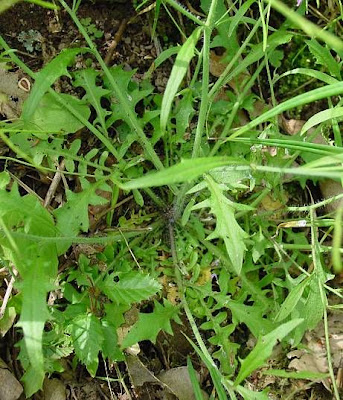 Arabetta sbandellata Arabetta sbandellata