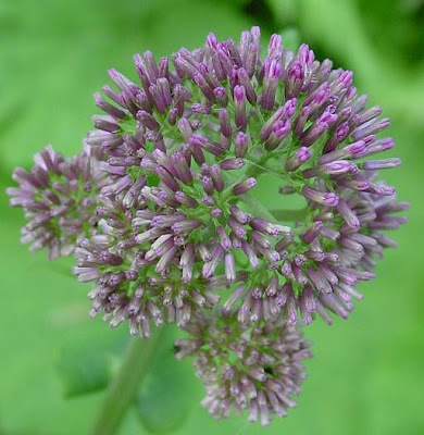 Adenostyles alliariae (Gouan) A. Kern.