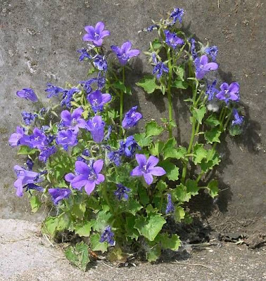 Campanula portenschlagiana Campanula portenschlagiana