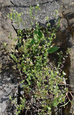 Arenaria serpillifolia Arenaria serpillifolia