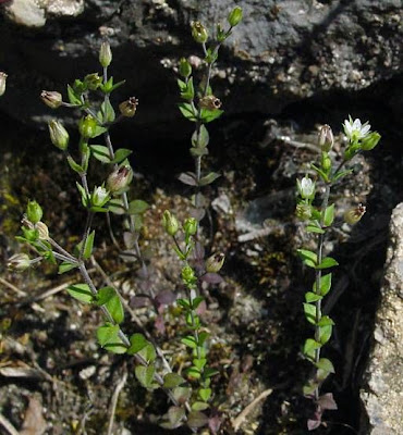 Arenaria serpillifolia Arenaria serpillifolia