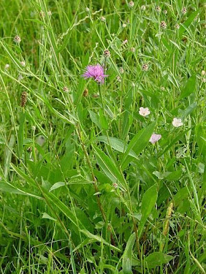 Fiordaliso di Welden