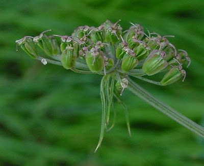 Angelica selvatica Angelica selvatica