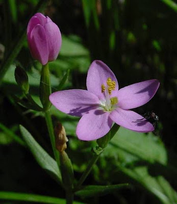 Common centaury Common centaury