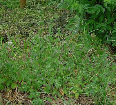 Ballota nigra L.