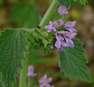 Ballota nigra L.