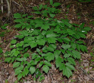Actaea spicata L.
