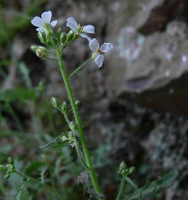 Arabetta sbandellata Arabetta sbandellata