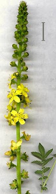 Agrimonia comune Agrimonia comune