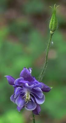 Aquilegia vulgaris L.