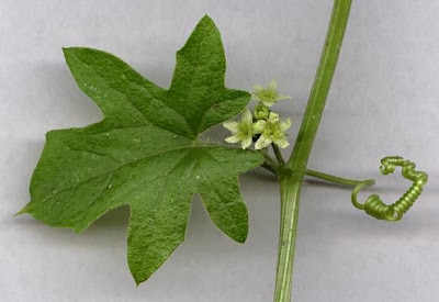 Cretan bryony Cretan bryony