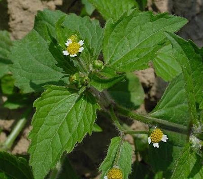 Galinsoga ciliata,
,
Galinsoga ciliata,
hairy galinsoga,
shaggy soldier