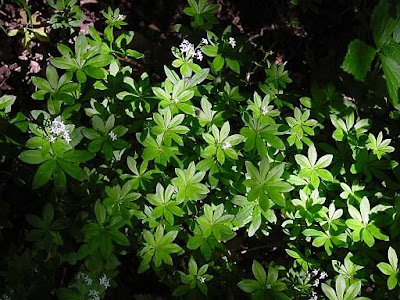 Woodruff Woodruff