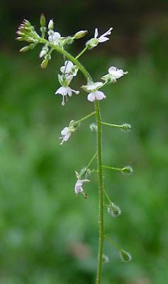 Enchanter's Nightshade