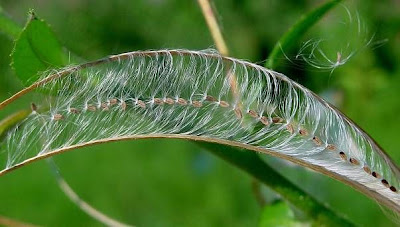 Garofanino minore