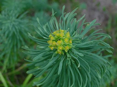 Euforbia cipressina Euforbia cipressina