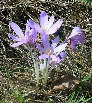 Autumn-crocus Autumn-crocus