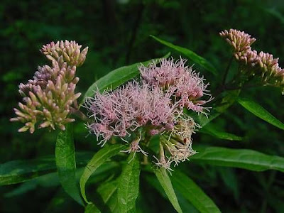Hemp-agrimony Hemp-agrimony