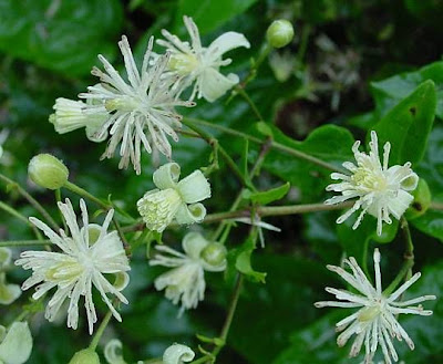 Clematis vitalba L.