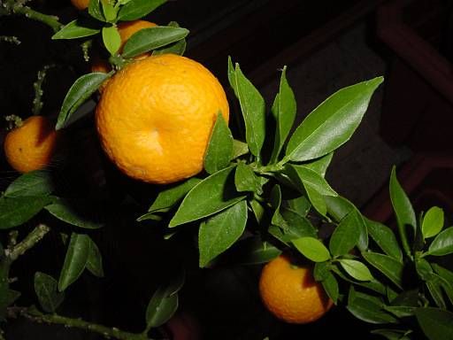 Naranja Agria