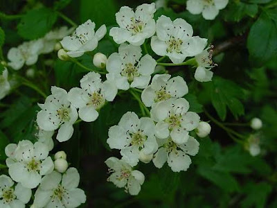 Oneseed hawthorn Oneseed hawthorn