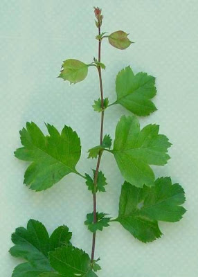 Oneseed hawthorn Oneseed hawthorn