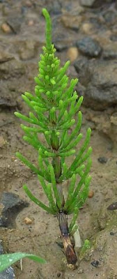 Field horsetail
