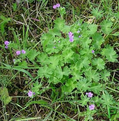 G�ranium � tiges gr�les