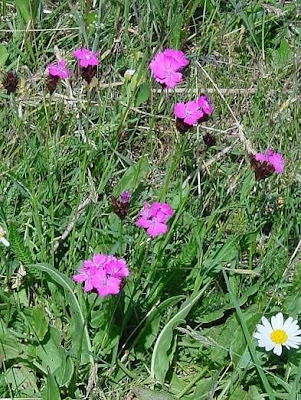 Dianthus carthusianorum L.