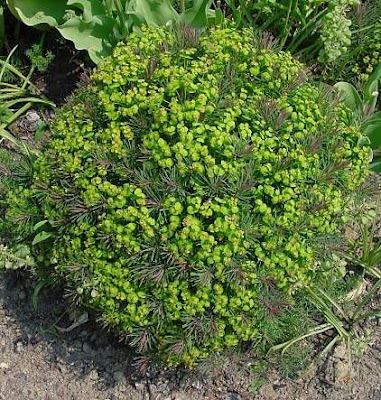Euforbia cipressina Euforbia cipressina