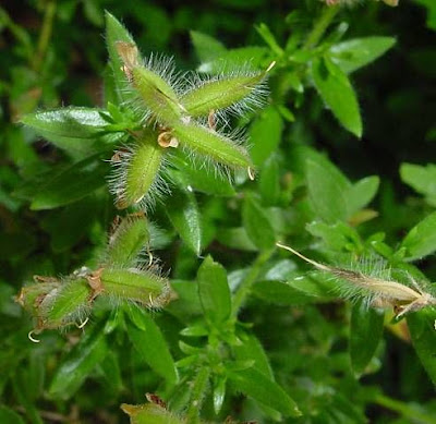 German Greenweed