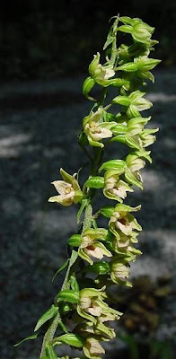 Helleborine Helleborine