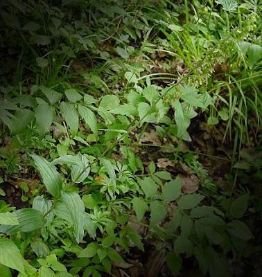 Helleborine Helleborine