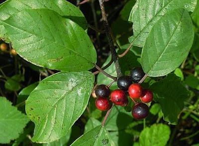 Frangola comune