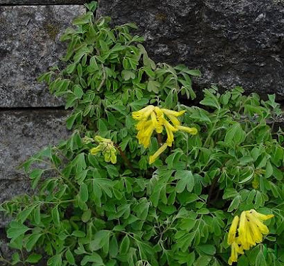 Colombina gialla Colombina gialla
