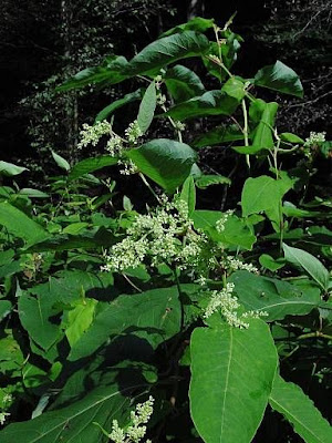 Fallopia sachalinensis,
,
giant knotweed,
sacaline,
Sakhalin knotweed
