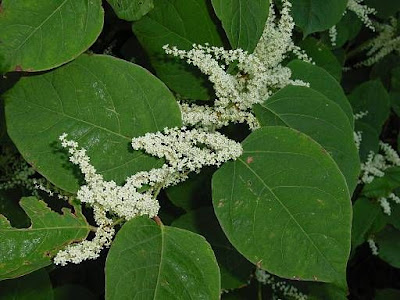 Fallopia japonica,
,
huzhang,
itadori,
Japanese knotweed,
Mexican-bamboo